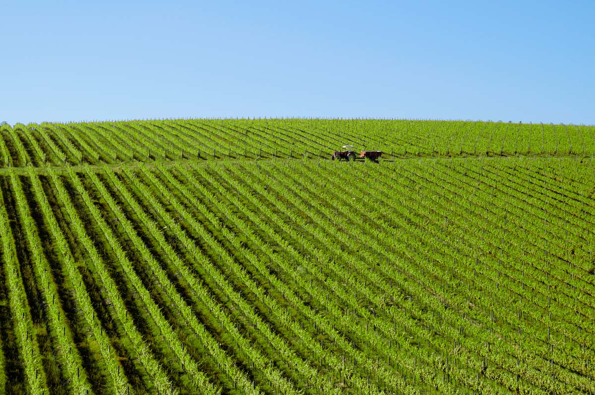 L'appezzamento esposto o ovest in primavera