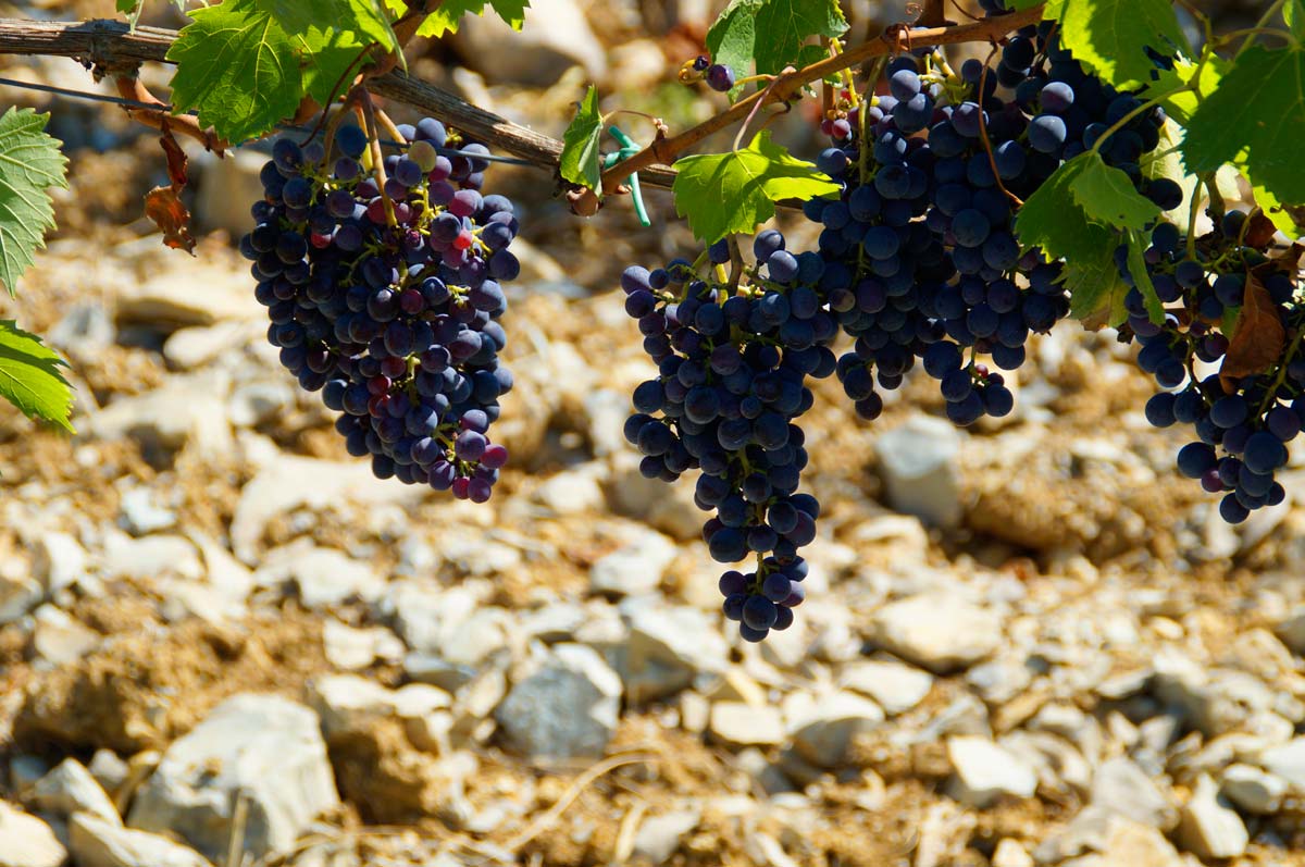 I nostri vigneti crescono su suoli di origine marina e argillo-calcarei.